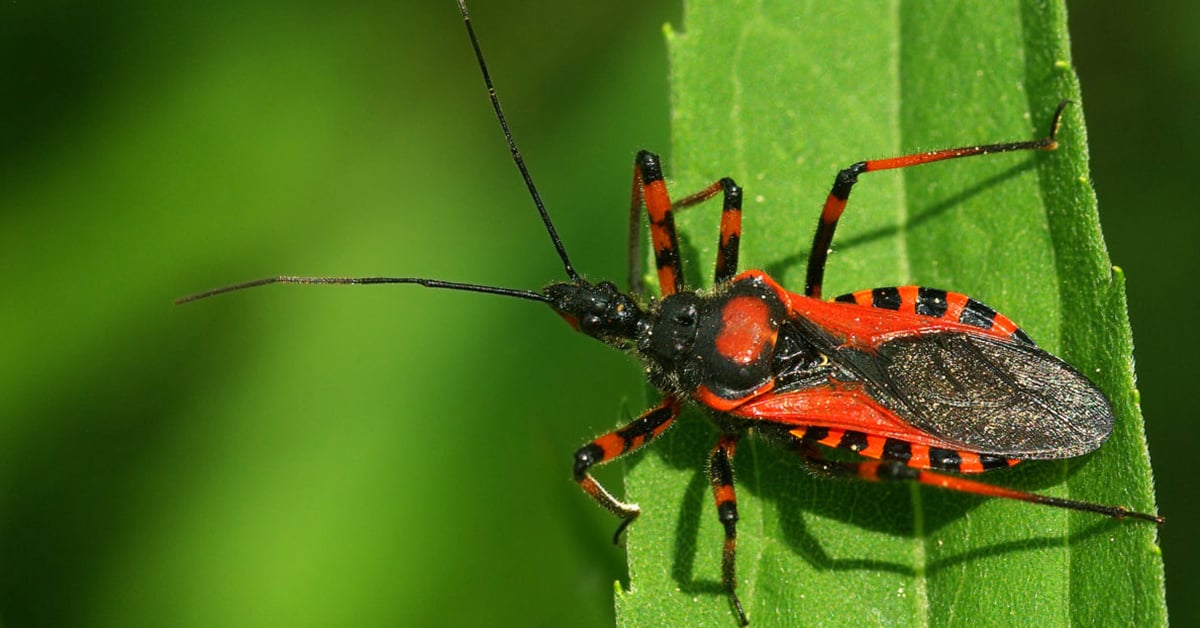 kissing-bug-dangerous-pests